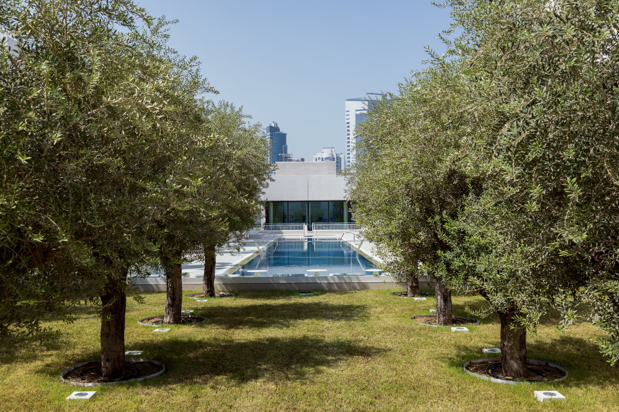 Al Neem Trees.jpg